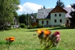 Jestřábník oranžový